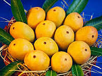 King Alphonso Mango