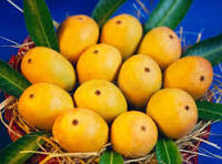 King Alphonso Mango
