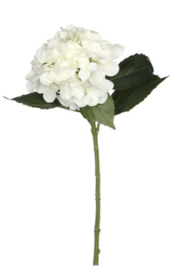 EDELMAN - Hortensia Blanc