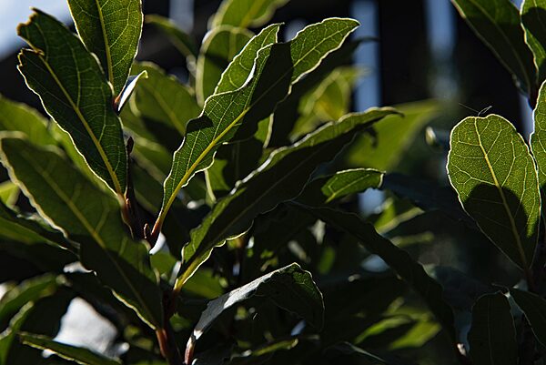 Laurel