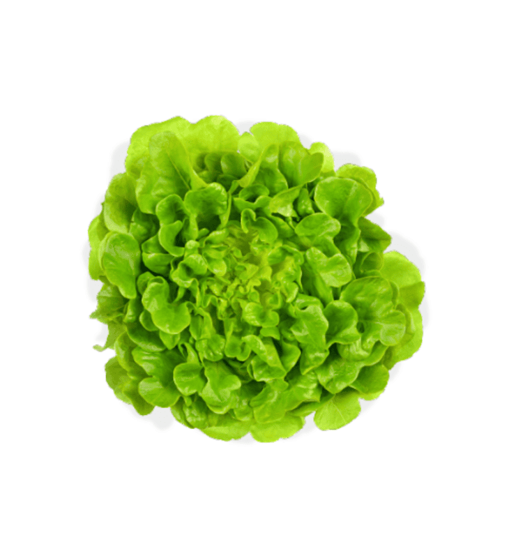 Lechuga rizada verde