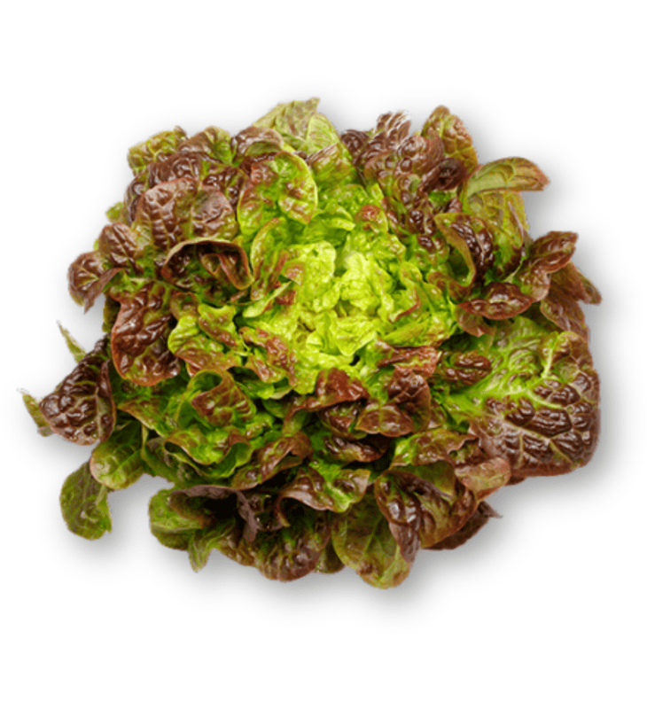Lechuga hoja de roble