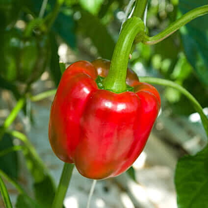 Pimiento morron rojo (450-500 gr)