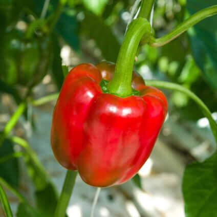 Pimiento morron rojo (450-500 gr)