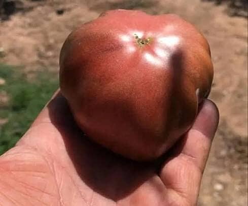 Tomate Negro de Santiago (450-50 g)