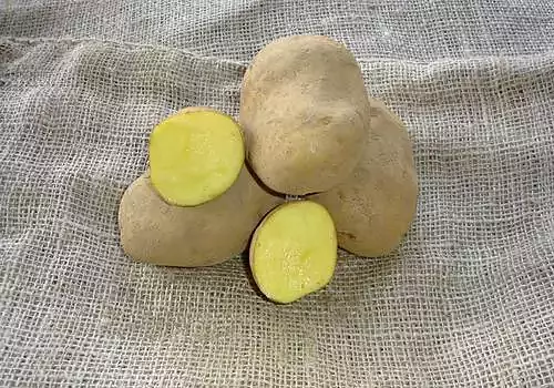 Patata variedad Agria (kg)