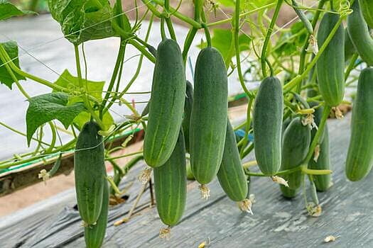 Pepino (450-500 gr)