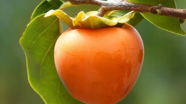 Caqui persimon (500 gr)