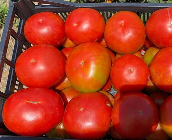 Tomate Mix (500-550 gr)