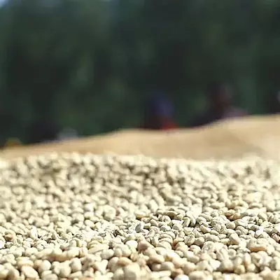 Yirgacheffe Grade II Coffee