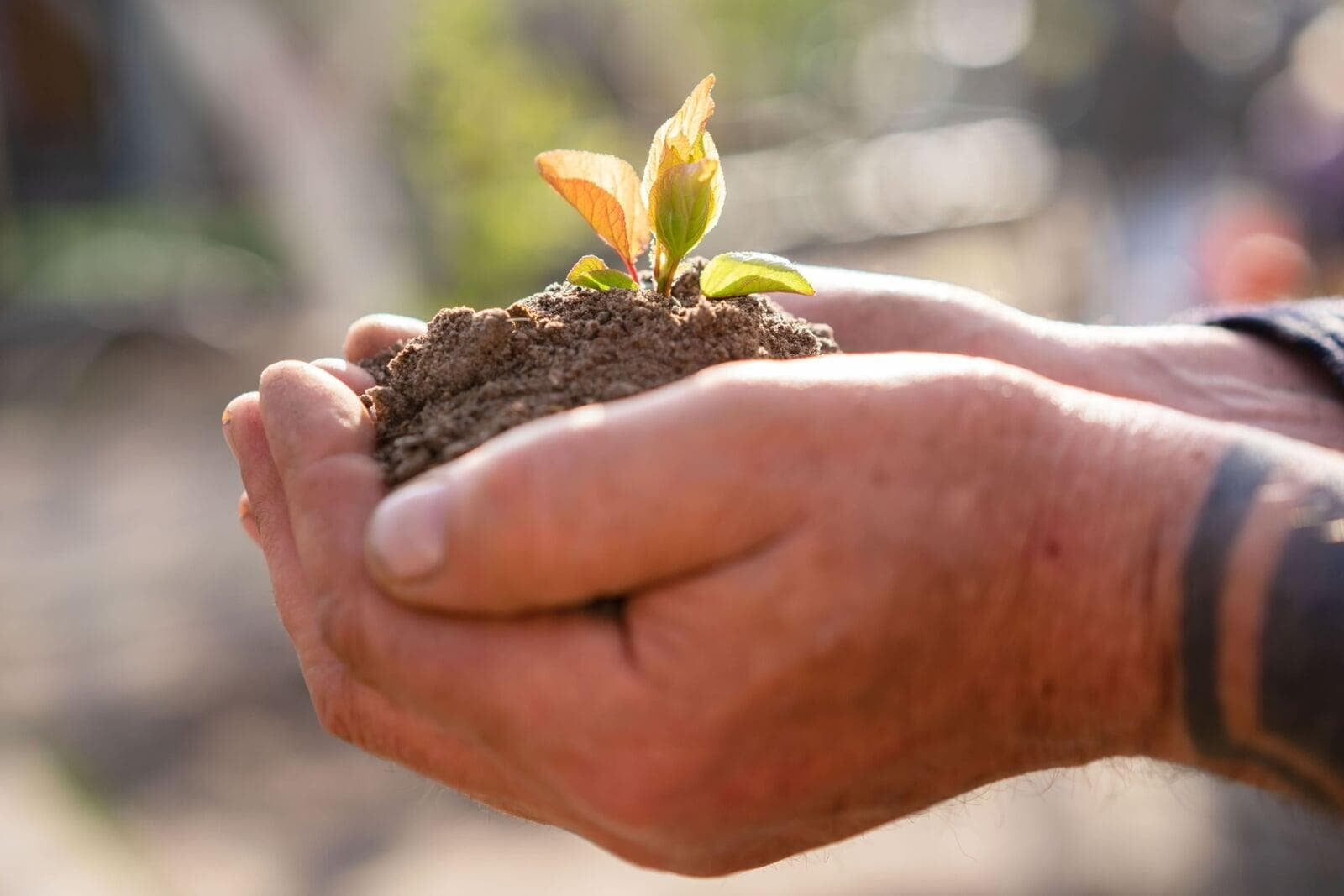 Une jeune plante dans la creux des mains d'un homme